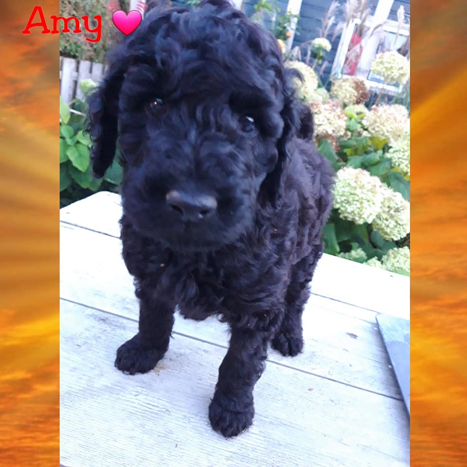 Amy Pup Jill X Kenzo 2