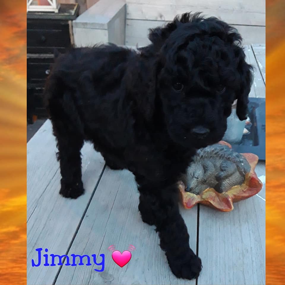 Jimmy Pup Jill X Kenzo